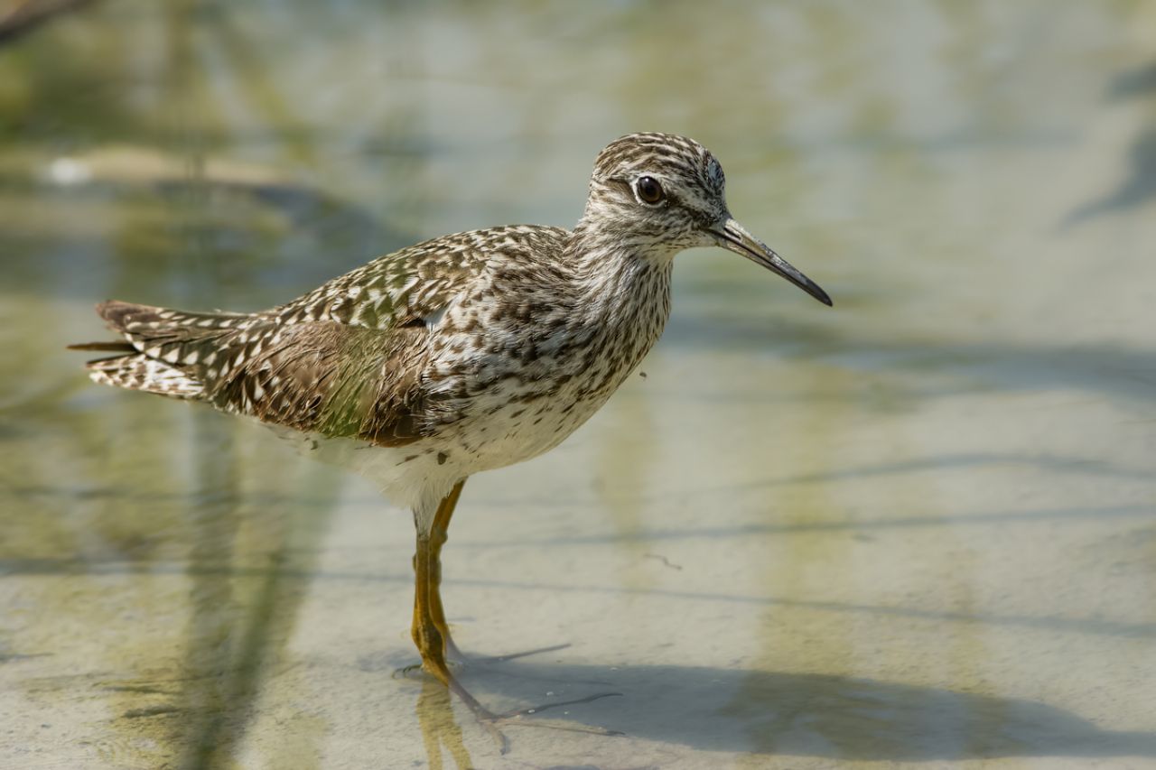 Piro-Piro boschereccio (Tringa glareola)